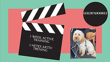 Goldendoodle - 1 week active training